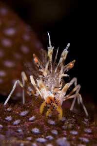 Tiger Shrimp.  D300/Inon Strobes/105mm. by Richard Witmer 